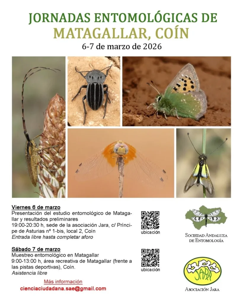 Petites créatures, grand impact : Les Jornadas Entomológicas de Matagallar à Coín 1 Journées entomologiques de Matagallar